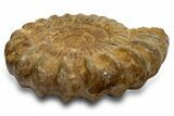 Giant, Jurassic Ammonite (Perisphinctes) Fossil - Madagascar #319484-2